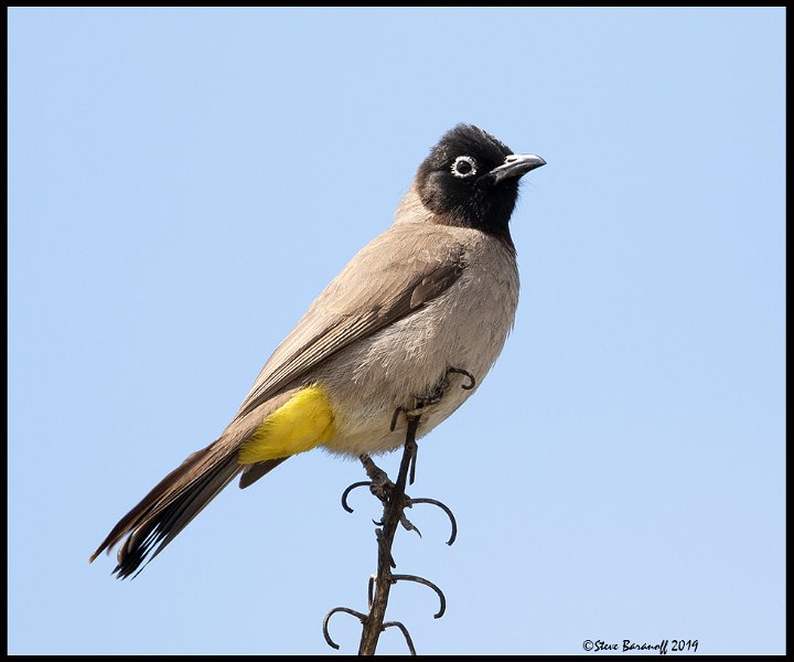 _9SB9524 spectacled bulbul.jpg
